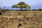 Thomson`s Gazelle in the Amboseli