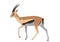 Thomson`s gazelle, Eudorcas thomsonii