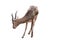 Thomson`s gazelle, Eudorcas thomsonii isolated on the white background.include clipping path