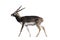 Thomson`s gazelle, Eudorcas thomsonii isolated on the white background.include clipping path