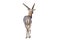 Thomson`s gazelle, Eudorcas thomsonii isolated on the white background.include clipping path