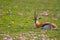 Thomson\\\'s gazelle, Eudorcas thomsonii, resting on green savanna , surrounded by purple flowers.  African safari at the foot of a