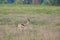 Thomson\'s gazelle, Eudorcas thomsonii in typical african landscape at the foot of a volcano Kilimanjaro, Amboseli national park,