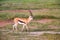 Thomson\\\'s gazelle, Eudorcas thomsonii in typical african landscape at the foot of a volcano Kilimanjaro, Amboseli national park,