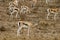 Thomson\'s gazelle feeding in rain