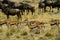 Thomson`s Gazelle, gazella thomsoni and Blue Wildebeest, connochaetes taurinus, Herd, Masai Mara Park in Kenya