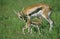 Thomson`s Gazelle, gazella thomsoni, Mother with Newborn Young suckling, Masai Mara Park in Kenya