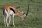 Thomson`s gazelle grazing in the african savannah.