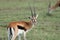 Thomson`s gazelle grazing in the african savannah.