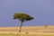 Thomson`s Gazelle Grazing Under The Lone Tree in the Maasai Mara National Reserve Narok County