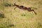 Thomson\'s Gazelle jumps in the Serengeti