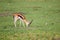 Thomson\\\'s Gazelle male grazing on the grass of the Masai Mara