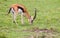 Thomson\\\'s Gazelle male grazing on the grass of the Masai Mara