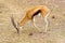 Thomson\'s gazelle male, Serengeti, Tanzania