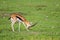 Thomson`s gazelle male walking across the grasslands