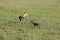 Thomson`s gazelle mom and her baby in the african savannah.