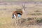 Thomson`s gazelle on savanna