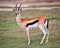 Thomson\'s gazelle on savanna in Africa