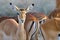 Thomson\'s gazelle on savanna in Africa