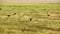 Thomson\'s gazelles in Amboseli Park