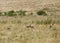Thomson`s Gazelles grazing in the savannah grassland