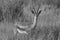 Thomson Thomsons Gazelle Eudorcas thomsonii Antelope Portrait Africa Safari