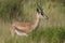 Thomson Thomsons Gazelle Eudorcas thomsonii Antelope Portrait Africa Safari