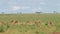 Thomsons gazelle the Serengeti