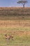 Thomsons Gazelle Wildlife Animals Mammals at the savannah grassland wilderness hill shrubs great rift valley maasai mara national