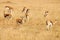 Thomsons gazelles grazing on grass of African savanna