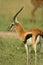 Thomsonâ€™s gazelle