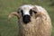 Thones and Marthod Domestic Sheep, Portrait of Ram