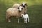 Thones and Marthod Domestic Sheep, Ram, Ewe and Lamb