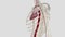 The thoracic aorta is a part of the aorta located in the thorax. It is a continuation of the aortic arch