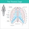 The Thoracic Cage