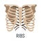 Thoracic cage bone, chest x-ray concept icon, roentgen human body image isolated on white, flat vector illustration. Skeleton part