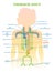 Thoracic Duct anatomical vector illustration diagram, medical scheme.