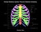 Thoracic Skeleton of Human Skeleton System Anatomy with detailed labels Anterior View