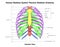 Thoracic Skeleton of Human Skeleton System Anatomy with detailed labels Anterior View