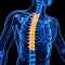 The thoracic spine