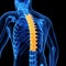 The thoracic spine