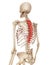 The thoracic spine