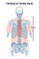 Thoracic spine pain as soft tissue muscle inflammation outline diagram