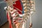 Thoracic spine with spinal, spine bones, disc, blade, rips and rip cage of human skeleton model for medical education