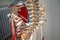 Thoracic spine with spinal, spine bones, disc, blade, rips and rip cage of human skeleton model for medical education
