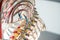 Thoracic spine with spinal, spine bones, disc, rips and rip cage of human skeleton model for medical education