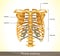 Thorax anatomy