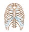 Thorax- ribs, sternum, vertebra