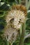 Thorn apple Datura inoxia, fruit and seeds