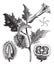 Thorn Apple or Jimson Weed or Datura stramonium, vintage engraving